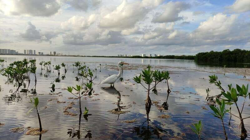 Kayak sunset cancun - Final Thoughts