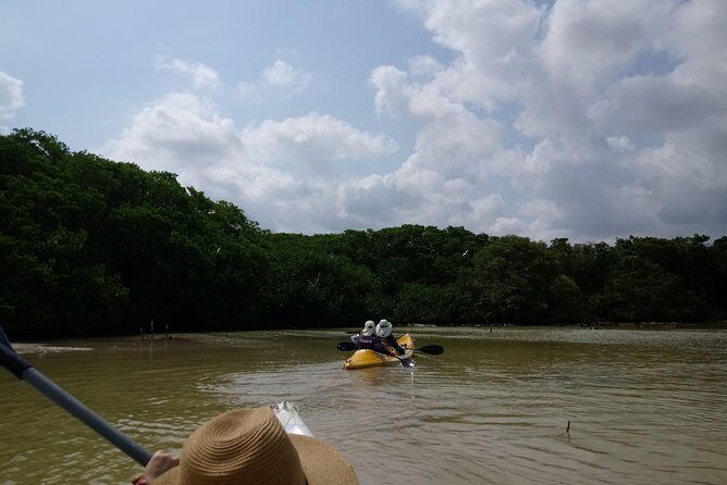 kayak through mangroves to secret beach - A Deep Dive into the Kayak to Secret Beach Tour