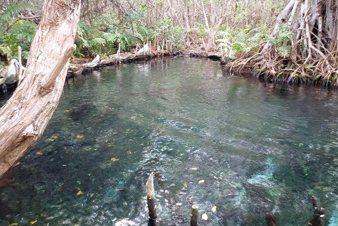 kayak through mangroves to secret beach - The Sum Up