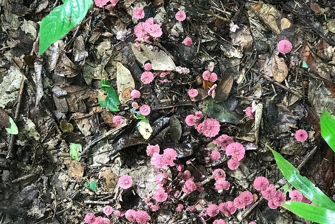 Kayak to the Heart of the National Park - Exploring the Heart of Tamarindo’s National Park by Kayak