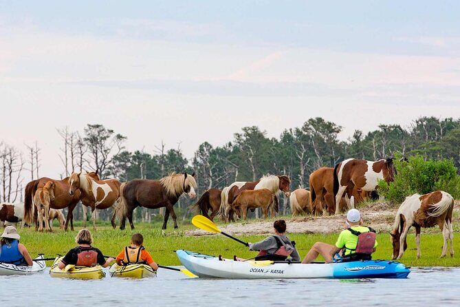 Kayak Tour along Assateague & Chincoteague Island, Virginia - Key Points