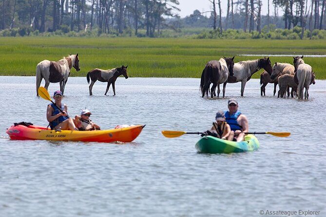 Kayak Tour along Assateague & Chincoteague Island, Virginia - Frequently Asked Questions