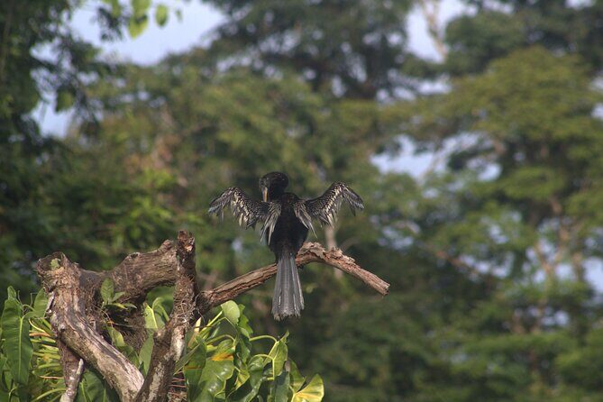 Kayak Tour in Tortuguero Canals with Tourist Guide - A Deep Dive into the Experience