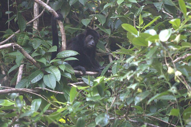 Kayak Tour in Tortuguero Canals with Tourist Guide - Who This Tour Is Best For