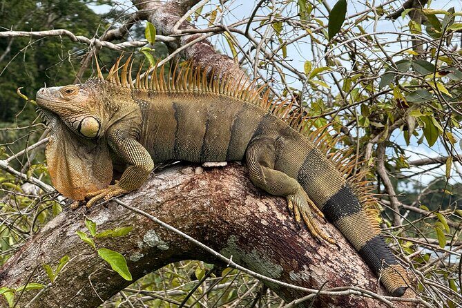 Kayak Tour in Tortuguero Canals with Tourist Guide - FAQs