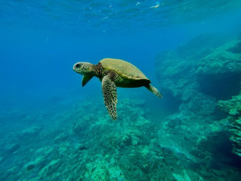 Kayak, Whale Watch And Snorkel At Turtle Town - FAQ