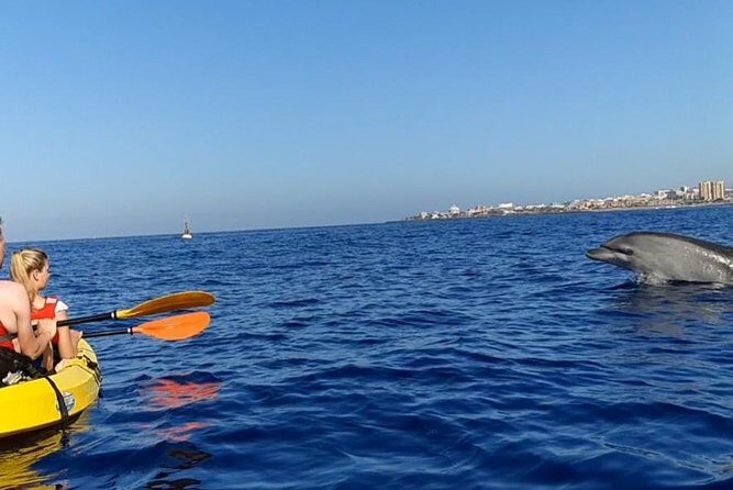 Kayak with Dolphin & Turtle Watching Private Tour - FAQ