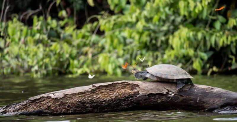 Kayaking and Monkey Island: One Day from Puerto Maldonado - FAQs
