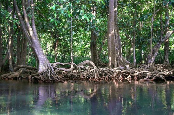 Kayaking in Ao Thalane - Discover the Mangrove life - Experience Quality and Practical Details