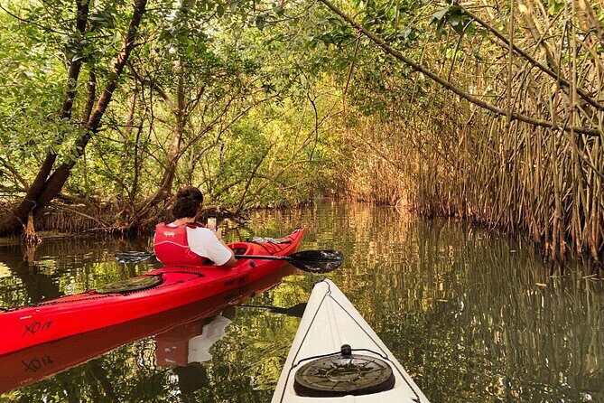 Kayaking in Mangrove Forest of Paravur Backwaters near Varkala and Kollam - A Detailed Look at the Kayaking Experience in Paravur Backwaters