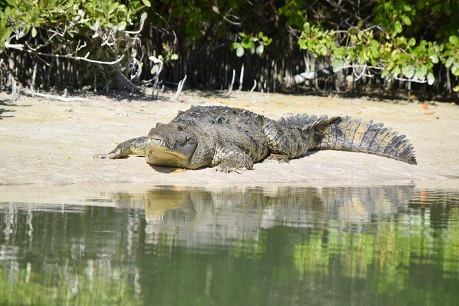 Kayaking Tour Through the Mangroves in Isla Holbox - Who Should Consider This Tour?