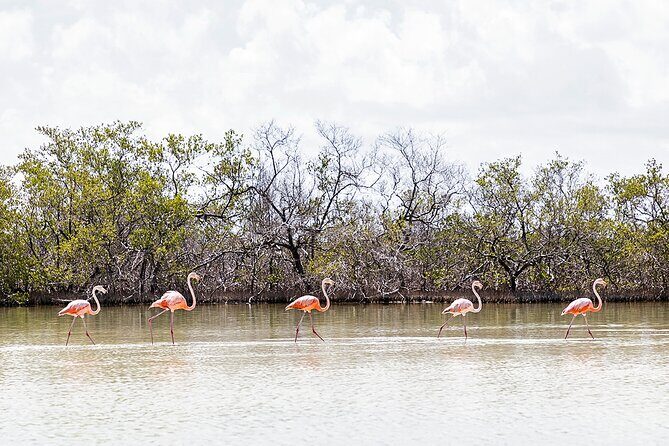 Kayaking Tour Through the Mangroves in Isla Holbox - The Sum Up
