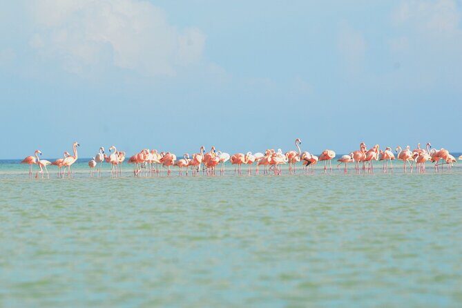 Kayaking Tour Through the Mangroves in Isla Holbox - FAQ