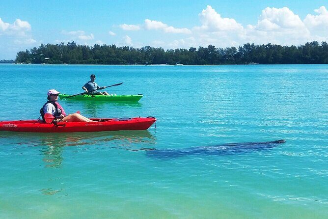 Kayaking with coastal wildlife in Sarasota Bay - An Authentic Sarasota Bay Experience: What You Can Expect