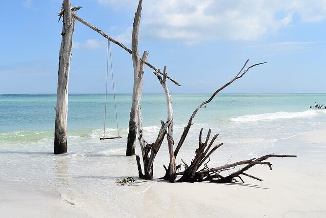 Kayaking with coastal wildlife in Sarasota Bay - FAQ