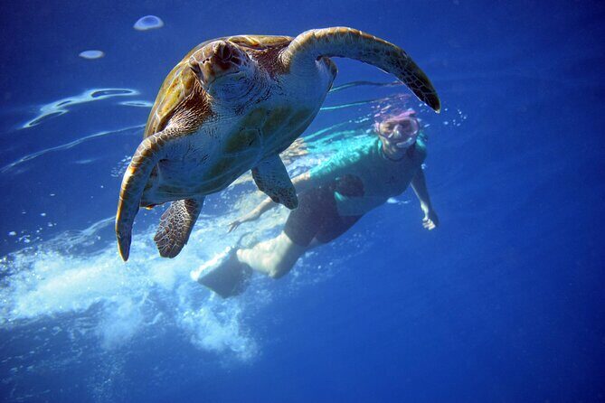 Kayaking with Dolphins and Turtles and Snorkelling in Tenerife - Kayaking with Dolphins and Turtles and Snorkelling in Tenerife