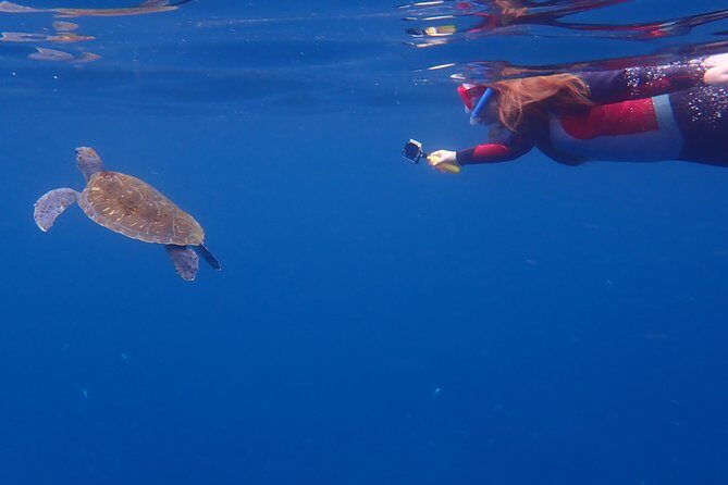 Kayaking with Dolphins and Turtles and Snorkelling in Tenerife - FAQs
