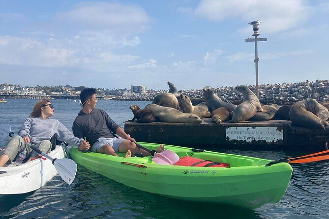 Kayaking with Sea Lions in a Calm Beautiful Harbor - Key Points