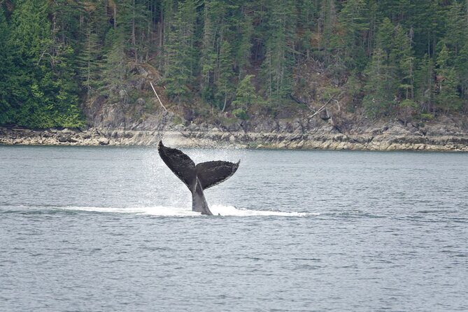 Kayaking with Whales and Wildlife - Authentic and Practical Details