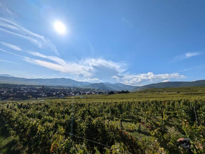 Kaysersberg Vineyard Discovery of the vineyard and wine, Domaine Meyer-Krumb - Who Should Consider This Tour?