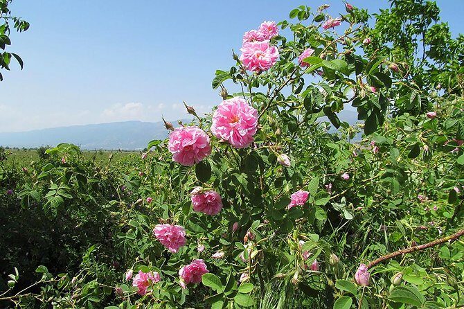 Kazanlak-Rose Valley-Valley of the Thracian Kings - private tour from Plovdiv - Frequently Asked Questions