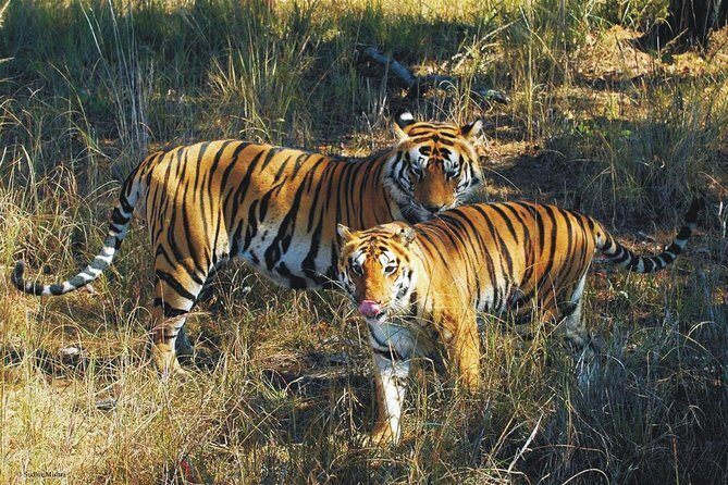 Kaziranga Indian Big Five Wildlife Tour - Exploring Kaziranga’s Big Five: A Practical Wildlife Tour