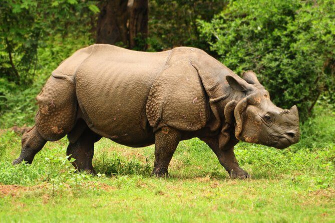 Kaziranga Indian Big Five Wildlife Tour - Key Points