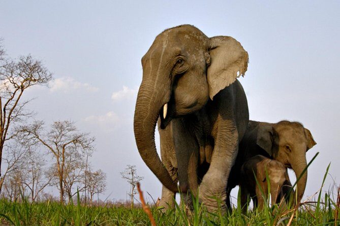 Kaziranga Indian Big Five Wildlife Tour - The Sum Up: Who Will Appreciate This Tour