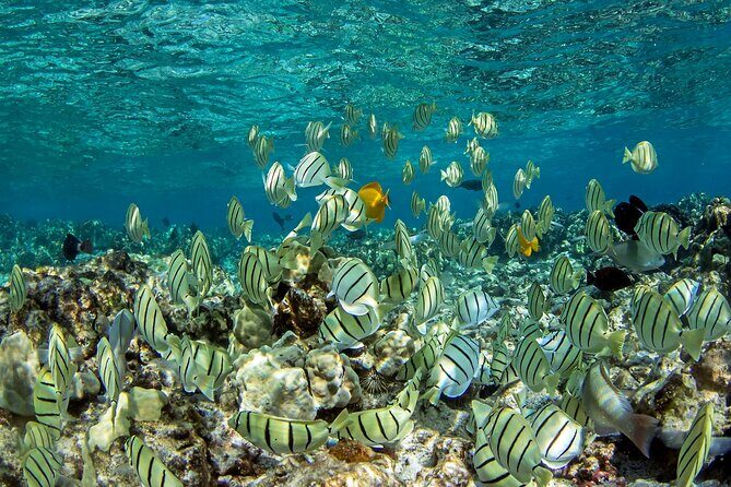 Kealakekua Bay Captain Cook Snorkeling - A Close-Up Look at Kealakekua Bay Captain Cook Snorkeling