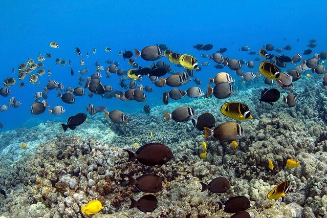 Kealakekua Bay Captain Cook Snorkeling - Possible Drawbacks to Keep in Mind