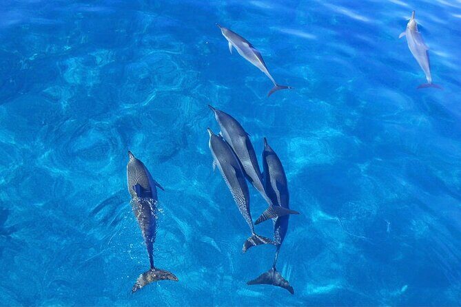 Kealakekua Bay Snorkel & Dolphin Watch In Kona - Key Points