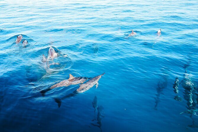 Kealakekua Bay Snorkel & Dolphin Watch In Kona - Frequently Asked Questions