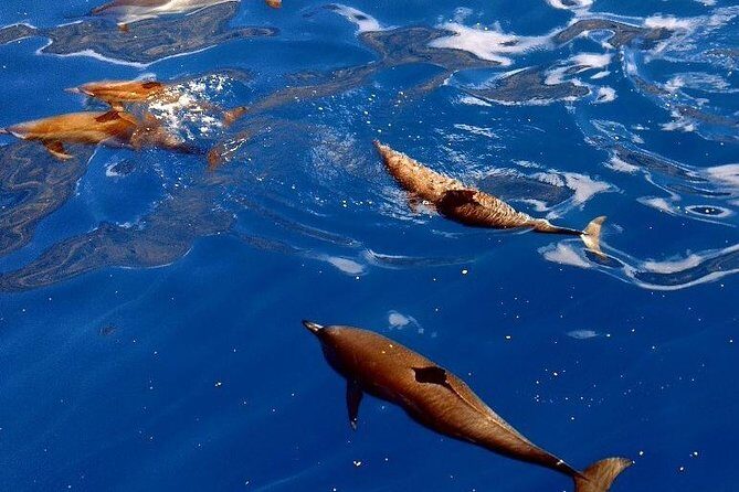 Kealakekua Snorkel and Sail Adventure - Authentic Experiences and Authentic Reviews