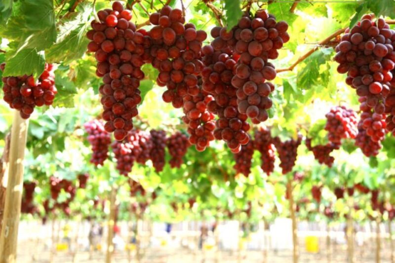 Kefalonia: Private Wine Tasting with Vineyard Tour - Frequently Asked Questions