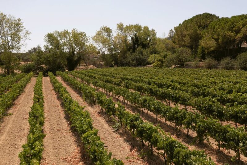 Kefalonia Wine Adventure in 3 Wineries With Tastings - Kefalonia Wine Adventure in 3 Wineries With Tastings