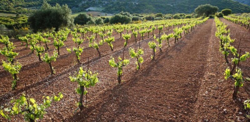 Kefalonia Wine Adventure in 3 Wineries With Tastings - FAQs