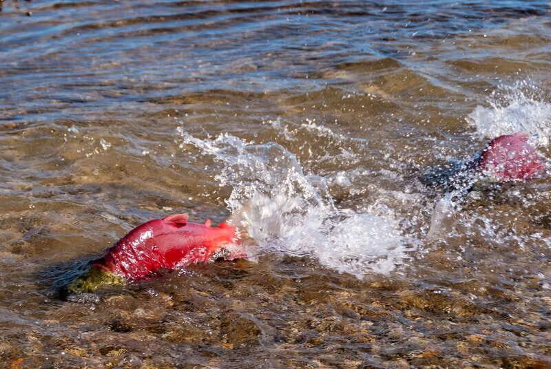 Kelowna: Mission Creek Salmon Run Audio Tour by E-Bike - The Route and Scenery