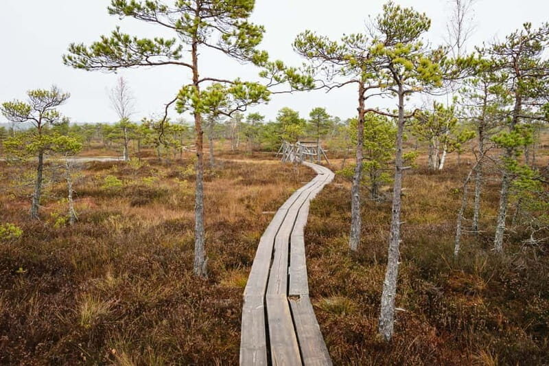 Kemeri National Park & Baltic Seaside Tour Bog Boardwalk - Kemeri National Park & Baltic Seaside Tour Bog Boardwalk: A Natural Escape Close to Riga