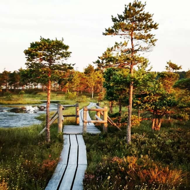 Kemeri National Park Bog Trail near Riga - Exploring Latvia’s Kemeri National Park: A Deep Dive