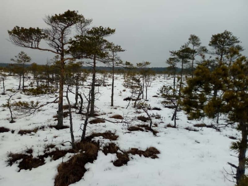 Kemeri National Park Bog Trail near Riga - The Sum Up: Is This Tour Worth It?