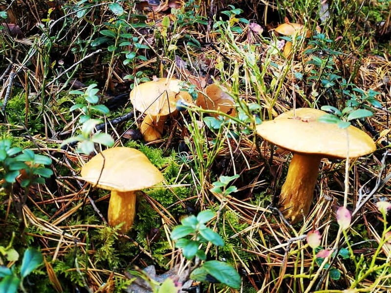 Kemeri National Park Bog Trail near Riga - FAQ