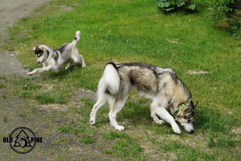 Kemi-Tornio: Husky Farm Visit with Hotel Pickup - summer - Key Points