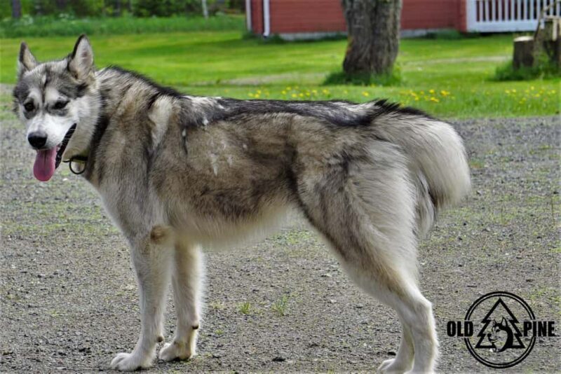 Kemi-Tornio: Husky Farm Visit with Hotel Pickup - summer - A Closer Look at the Kemi-Tornio Husky Farm Experience