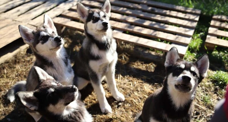 Kemi-Tornio: Husky Farm Visit with Hotel Pickup - summer - Final Thoughts: Who Will Get the Most Out of This Experience?