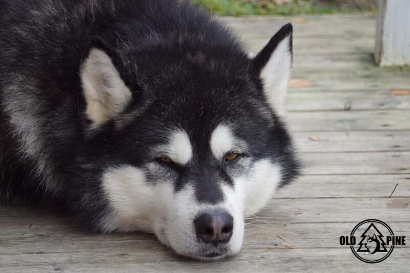 Kemi-Tornio: Husky Farm Visit with Hotel Pickup - summer - FAQ