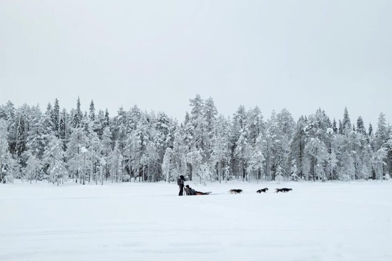 Kemi-Tornio: Husky Sled Ride with Hot Drink - A Deep Dive into the Husky Sled Experience