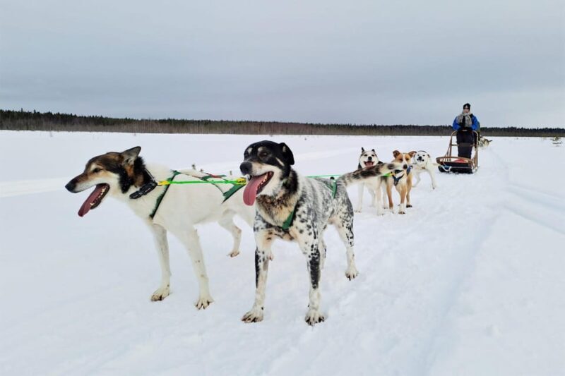 Kemi-Tornio: Husky Sled Ride with Hot Drink - Who Should Consider This Tour?