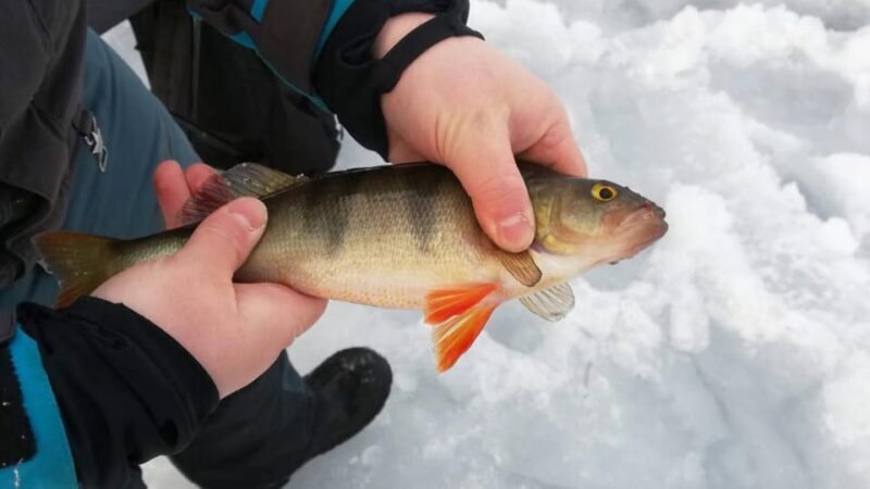 Kemi-Tornio: Ice Fishing Safari with Snowmobiles - An In-Depth Look at the Experience