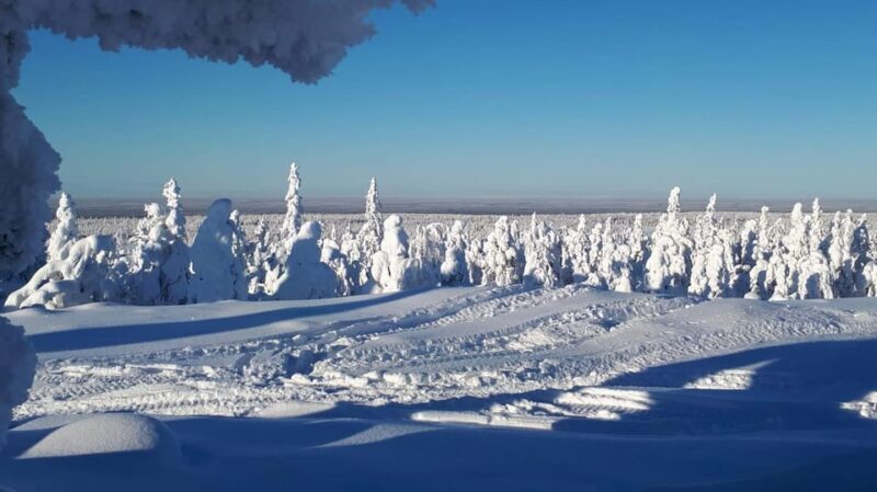 Kemi-Tornio: Snowmobile Forest Safari w/ Hot Drink & Snacks - A Detailed Look at the Snowmobile Forest Safari
