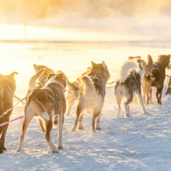 Kemijärvi: Insider 10 km Self-Drive Husky Sledding Adventure - An In-Depth Look at the Husky Sledding Tour
